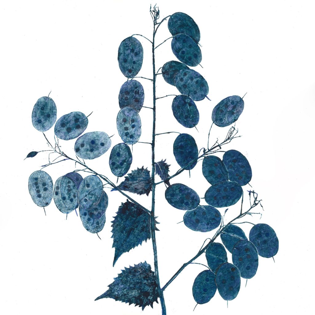 Indigo Isabelle